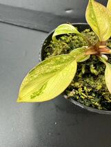 A3 超レア Philodendron Red Congo Variegated フィロデンドロン レッドコンゴ 超美斑入り 組織培養苗　順化済_画像8