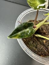 け2 アロカシア バンビーノ 斑入りAlocasia Bambino Aurea Variegated 組織培養 順化済_画像10