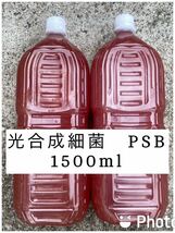 限定値下げ　PSB 光合成細菌 1500ml 自家培養_画像1