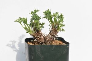 ペラルゴニウム　ヒストリックス　実生　検　多肉植物 コーデックス　塊根植物 多肉植物　灌木　パキポディウム　オペルクリカリア