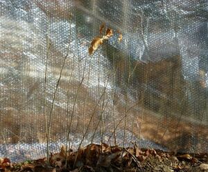 クヌギ 苗 100本 まとめて 大きなドングリ 植林 椎茸原木にも 椚 くぬぎ 即決