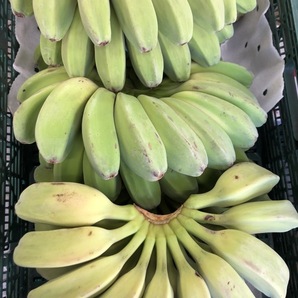 サババナナ SABA BANANA 1kg フィリピン産 調理用バナナ 料理用バナナ 野菜バナナの画像4