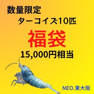 【NEO. 東大阪】福袋　早い者勝ち　きれいなターコイズ10匹