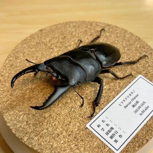 【昆虫標本】ヒラタクワガタ　ガラスケース入り