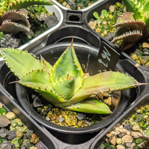 アガベ　チタノタ　ナンバーワン錦　Agave titanota 'No.1Nishiki　子株　鉢ごと