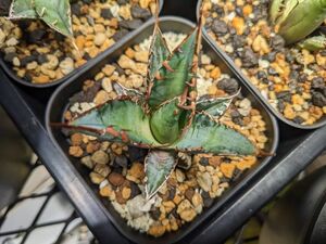 ⑦アガベ・チタノタ ‘レッド・キャットウィーズル’Agave titanota'Red Catweazle