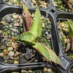 ③アガベ・チタノタ ‘レッド・キャットウィーズル’Agave titanota'Red Catweazle