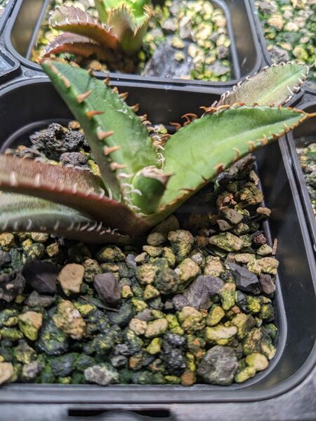 ⑥アガベ・チタノタ ‘レッド・キャットウィーズル’Agave titanota'Red Catweazle