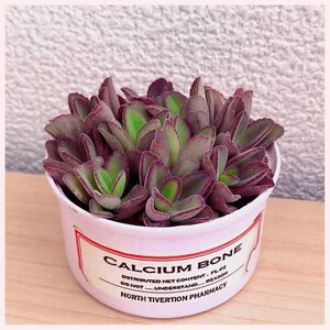 多肉植物　紅葉が綺麗　育てやすい　ペンテリー40カット