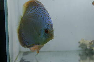 Discus Blues Corpion ① * One Point