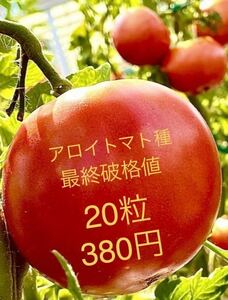 2023 /②アロイトマト種　20粒