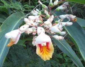 ゲットウ　実生苗　月桃　げっとう　沖縄・ハーブ・観葉・植物・花卉・園芸。 