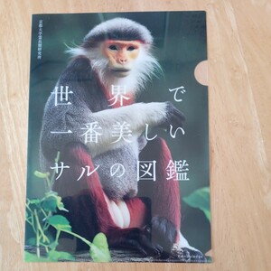 【送料無料】クリアファイル A4 京都大学霊長類研究所 世界で一番美しいサルの図鑑 オリジナルグッズ 整理収納用品 文房具 非売品 限定 