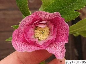 花1ガク0蕾2 開花株3.5号 小野寺園芸生産 八重ダブル クリスマスローズ0105041