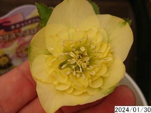 花1ガク0蕾2 開花株5号 吉田園芸生産 多弁セミダブル クリスマスローズ0130029