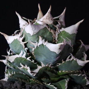 子株 Ivory w.a アガベ チタノタ (Agave Titanota)2