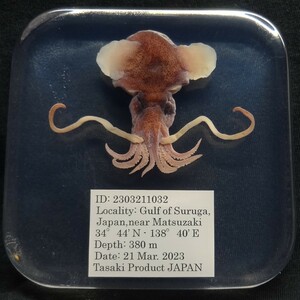 深海生物学術標本　ＩＤ：２３０３２１１０３２