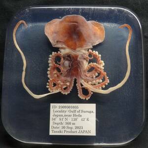深海生物学術標本　ＩＤ：２３０９３０１０３５