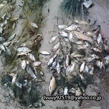 完璧 釣り 刺し 網 小メッシュ 単層構造 長さ50m 深さ80cm 1本指 グリッドネットワーク ナイロン 釣り ネット_画像3