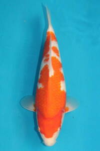 DIRECT鯉　室生養鯉産　ジャンボ当歳　紅白　33cm（0119-3）