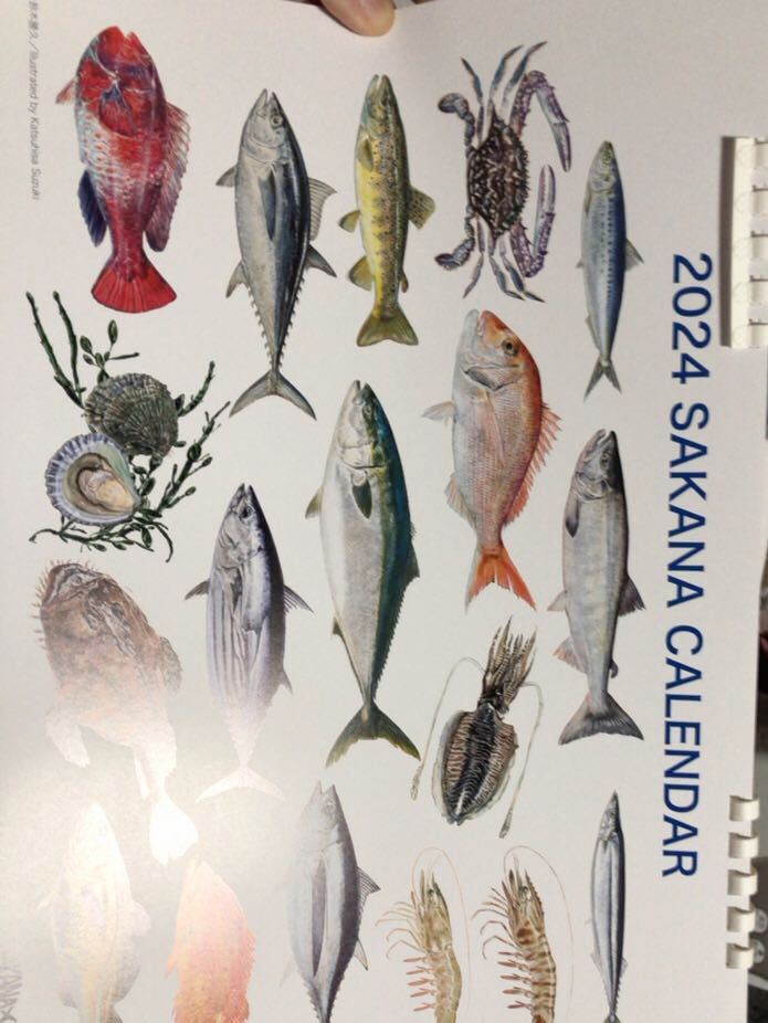 まぐろ かに たら など 魚 カレンダー 絵手紙 絵 絵画 見本 釣り 佐川地域毎料金or郵便要事前連絡, 印刷物, カレンダー, その他
