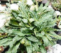 ユーフォルビア　スパンリンギー　Euphorbia　spannringii（旧フィッシュボーン）種子　５粒　その２_画像3