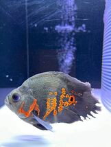 タイガーオスカーウルトラショート熱帯魚鑑賞魚淡水魚その他_画像4