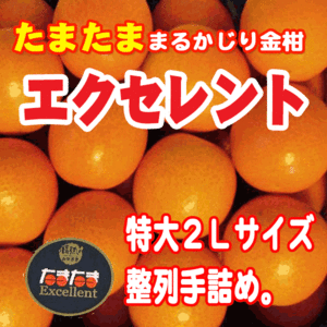 ：【京の果実屋】大粒2Ｌ■完熟きんかん最高峰●たまたまエクセレント●1kg 宮崎産