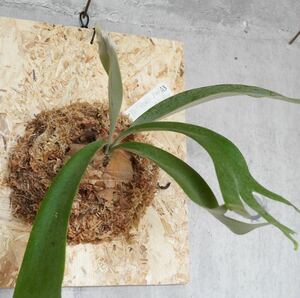 P.willinckii.Bali ウィリンキー バリ ビカクシダ/コウモリラン《eba Plants》A3
