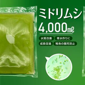 送料無料【ミドリムシ　種水　4000ml】めだか　メダカ　針子　エサ 稚魚 ベタ　psb　 金魚　ミジンコ　クロレラ　針子メダカ卵青水 に