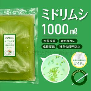 【ミドリムシ　種水　1000ml】めだか　メダカ　針子　エサ 稚魚 ベタ　psb　 金魚　ミジンコ　クロレラ　針子メダカ卵青水 に スポイトあり