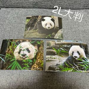 貴重★ シャンシャン ブロマイド 2Lサイズ大判 上野動物園 パンダ ★中国有名写真家撮影