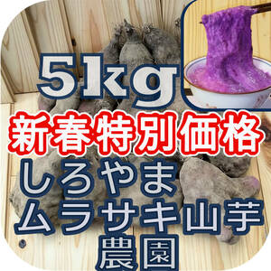 紫山芋(土付き)5kg