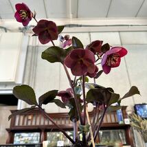 氷の薔薇　ブルネロ　6号大株　童仙房　鉢底から約48cm 1月30日撮影現品　豊中市より出品_画像3