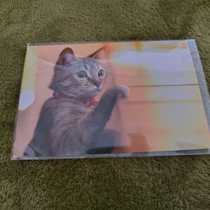 猫　ハガキ　ポストカード