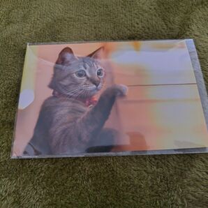 猫 ハガキ ポストカード