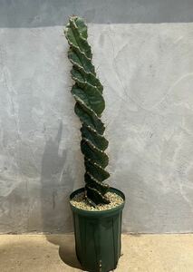 【Cereus peruvianus spiralis】セレウス・ペルビアナス スピラリス プラ鉢約20cm 柱サボテン 極太