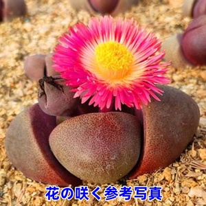 PM紫帝玉 激レア高級リトープス 多肉植物 韓国苗 観葉植物 花 園芸
