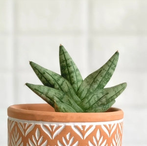 Sansevieria trifasciata Prain サンスベリア 激レア高級多肉植物 超美苗 韓国苗 観葉植物