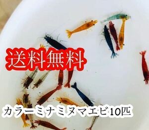 カラーミナミヌマエビ 10匹 メダカ 金魚