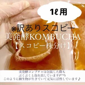 ※訳ありスコビー　コンブチャ1L作成用　紅茶きのこ