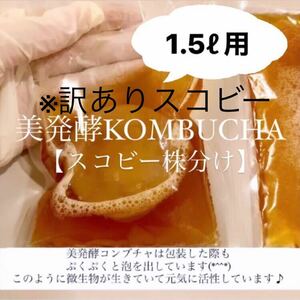 ※訳ありスコビー　コンブチャ1.5L作成用　紅茶きのこ