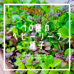 №10【野菜の種】10種の野菜　ベビーリーフ　サラダセット　固定種　種子セット　