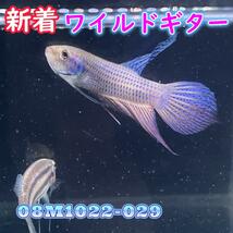 【売尽しSALE】 ベタ　ワイルド　オス　ギター　08M1022-029　熱帯魚　生体　4980→3980_画像1