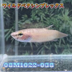 【売尽しSALE】 ベタ　ワイルド　オス　シンプレックス　08M1022-038　熱帯魚　生体　4980→3980