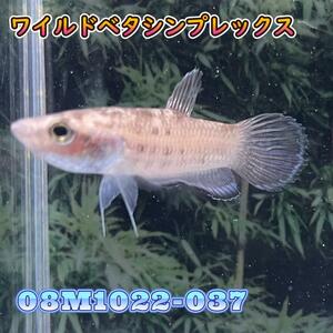 【売尽しSALE】 ベタ　ワイルド　オス　シンプレックス　08M1022-037　熱帯魚　生体　4980→3980