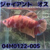 ジャイアントプラカット　オス　キャンディー　04M0122-005　生体　熱帯魚_画像3