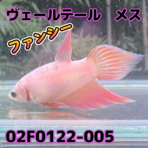 ベタ　ベールテール　メス　02F0122-005　トラディショナル　熱帯魚　生体