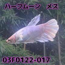 ベタ　ショーベタ　メス　ダンボ　03F0122-017　ハーフムーン　熱帯魚　生体_画像3