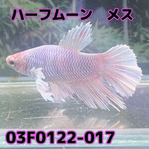 ベタ　ショーベタ　メス　ダンボ　03F0122-017　ハーフムーン　熱帯魚　生体